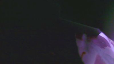 Mafkees055 Live Image